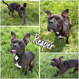 Reaper - Long Term Resident image 1