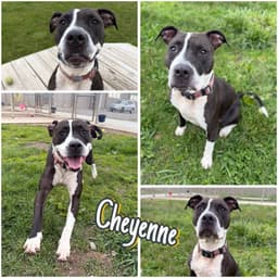 Cheyenne image 1