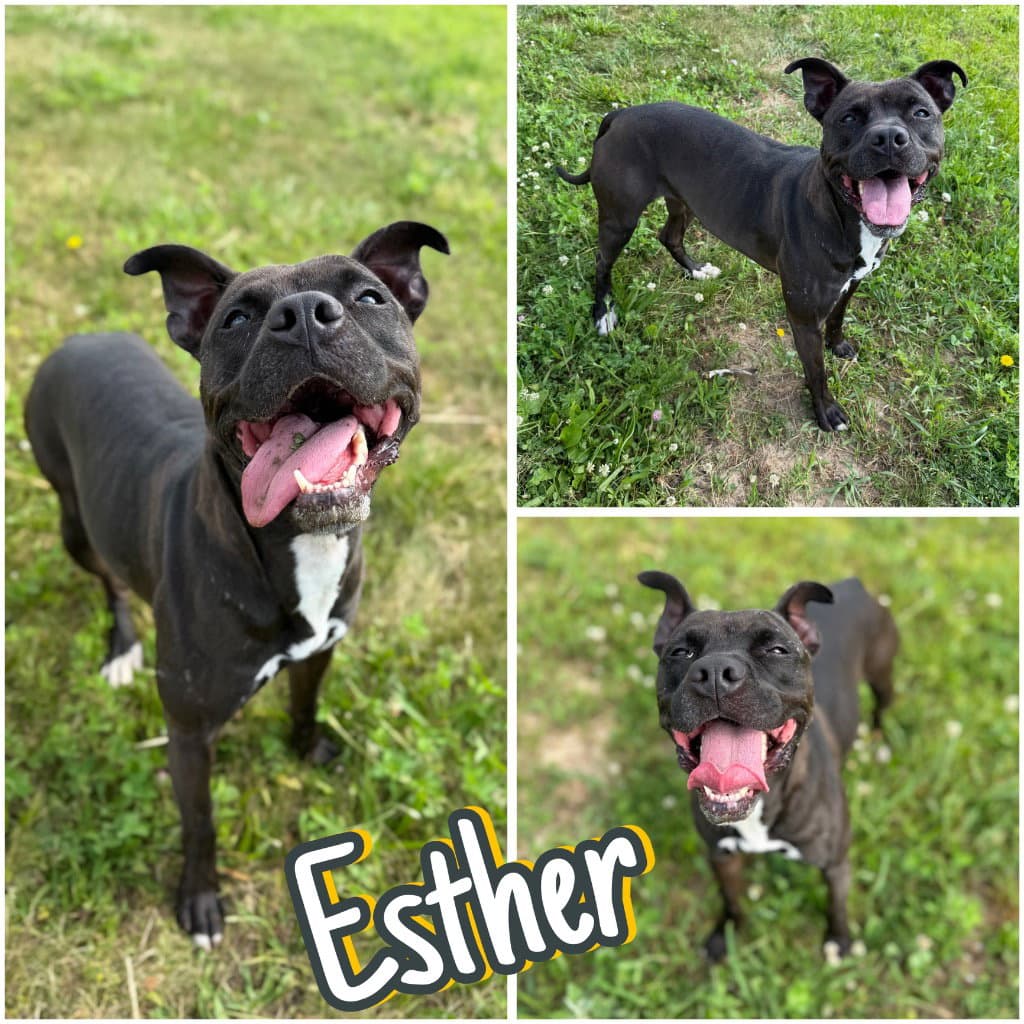 Esther - American Staffordshire Terrier