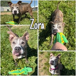 Zora - Fee Waived - Long Term Resident image 1