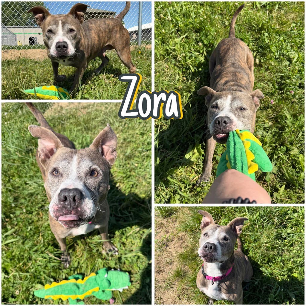 Zora - Fee Waived - Long Term Resident - American Staffordshire Terrier