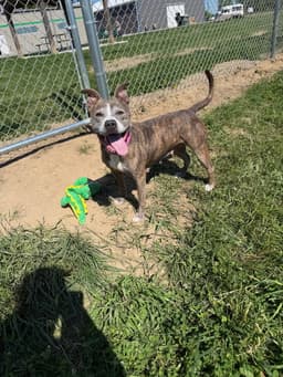 Zora - Fee Waived - Long Term Resident image 2