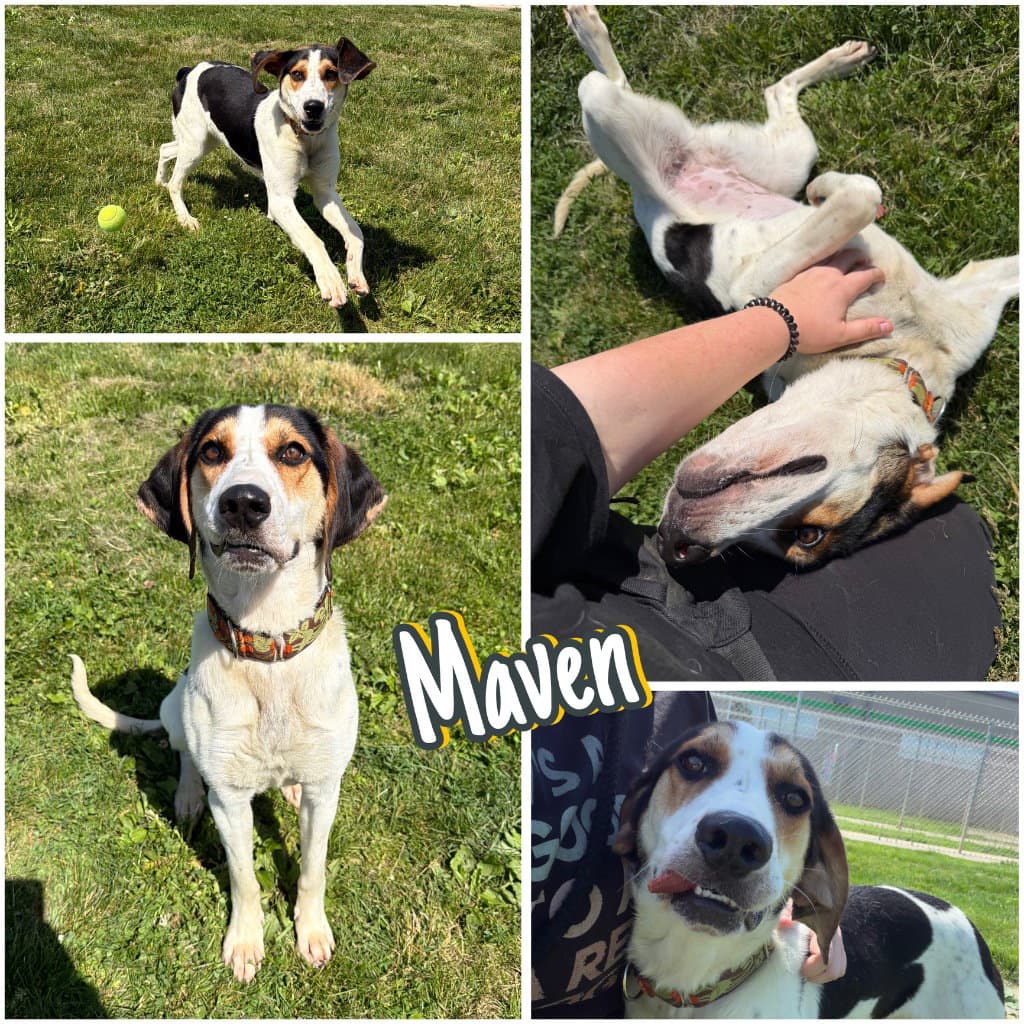 Maven - Treeing Walker Coonhound