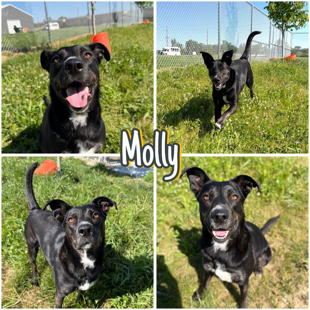 Molly - Long Term Resident - Shepherd