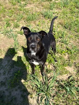 Molly - Long Term Resident image 3