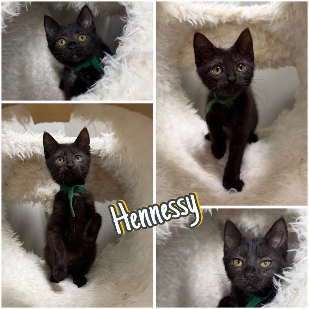 Hennessy - Domestic Short Hair