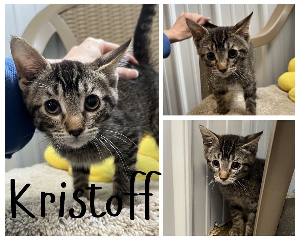 Kristoff - Domestic Short Hair