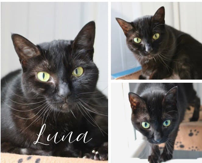 Luna - Domestic Short Hair