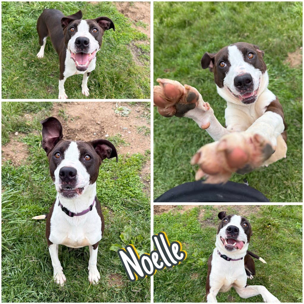 Noelle - American Staffordshire Terrier