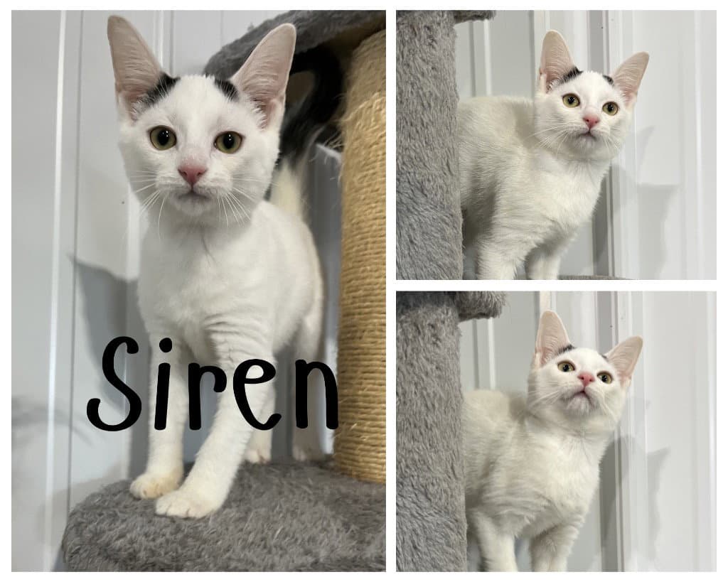 Siren - Domestic Short Hair