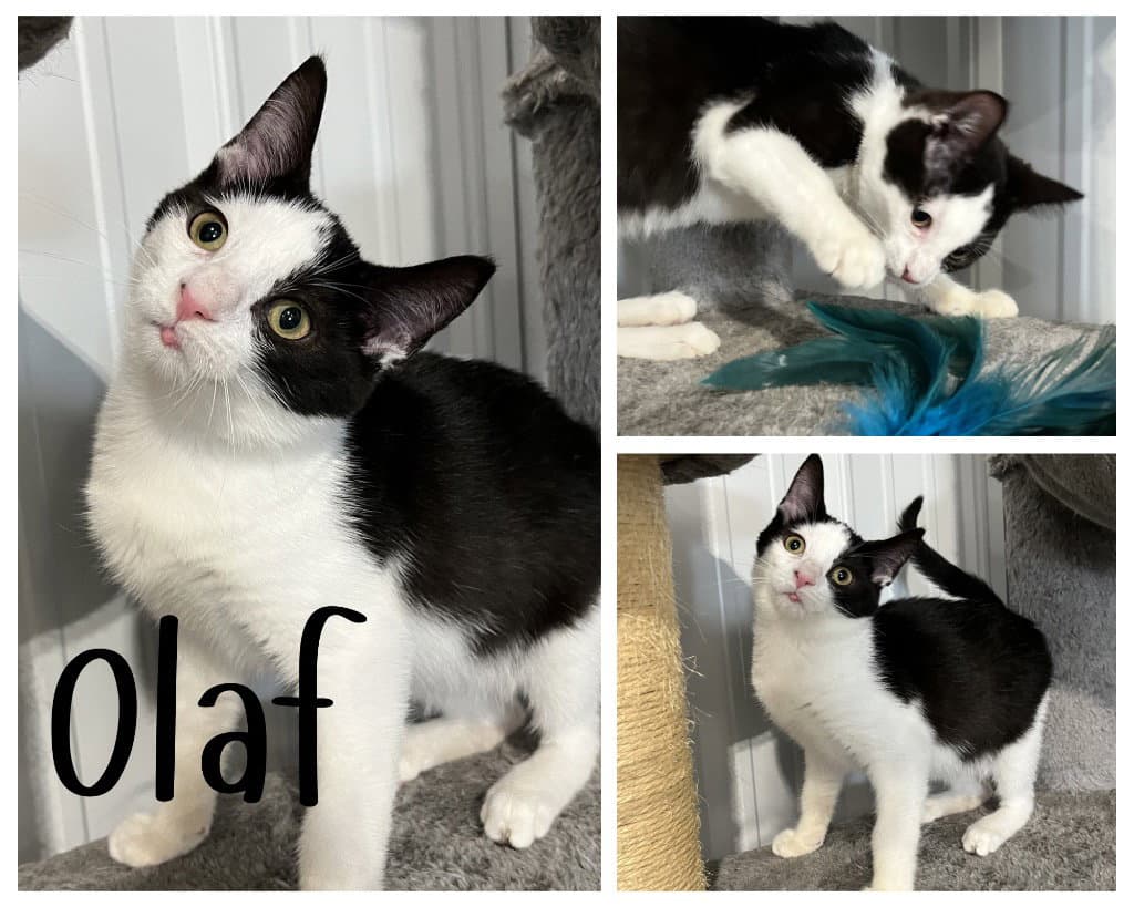 Olaf - Domestic Short Hair