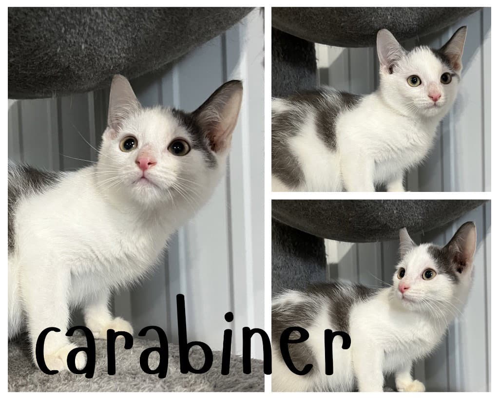 Carabiner - Domestic Short Hair