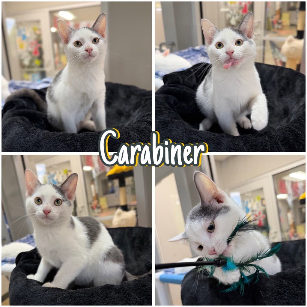 Carabiner - Domestic Short Hair
