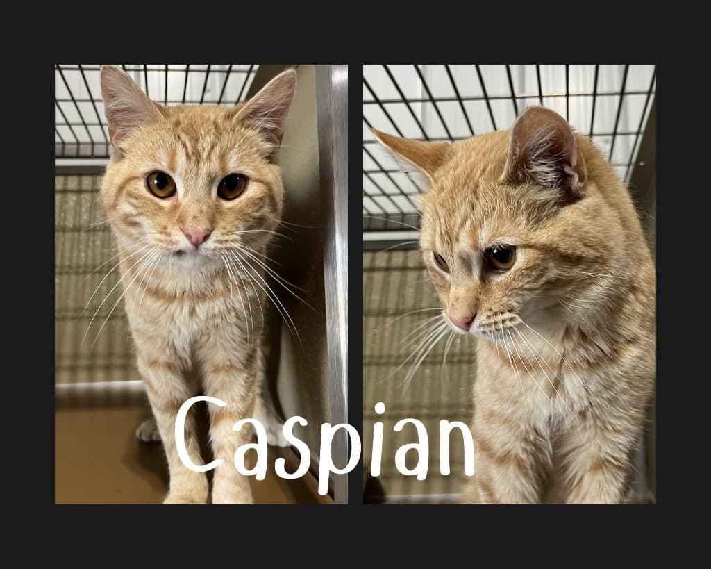 Caspian - Domestic Short Hair