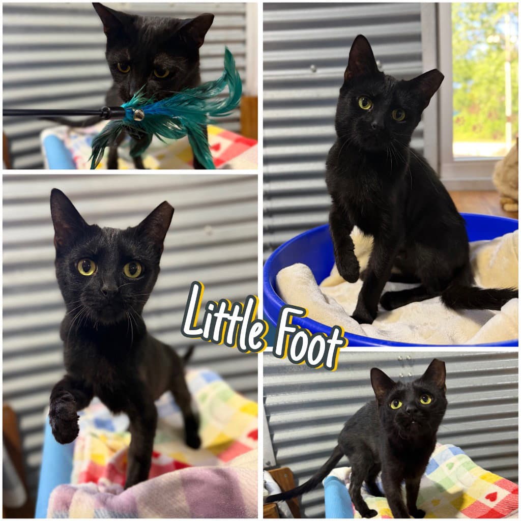 Little Foot - Silo - Domestic Short Hair