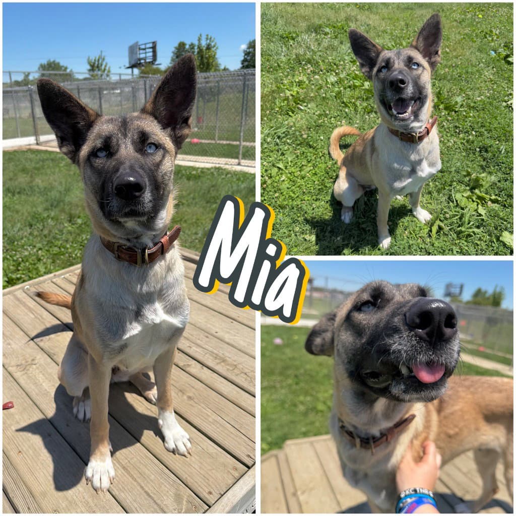 Mia - Belgian Shepherd Malinois