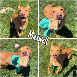 Maxwell image 1