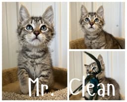 Mr Clean image 1
