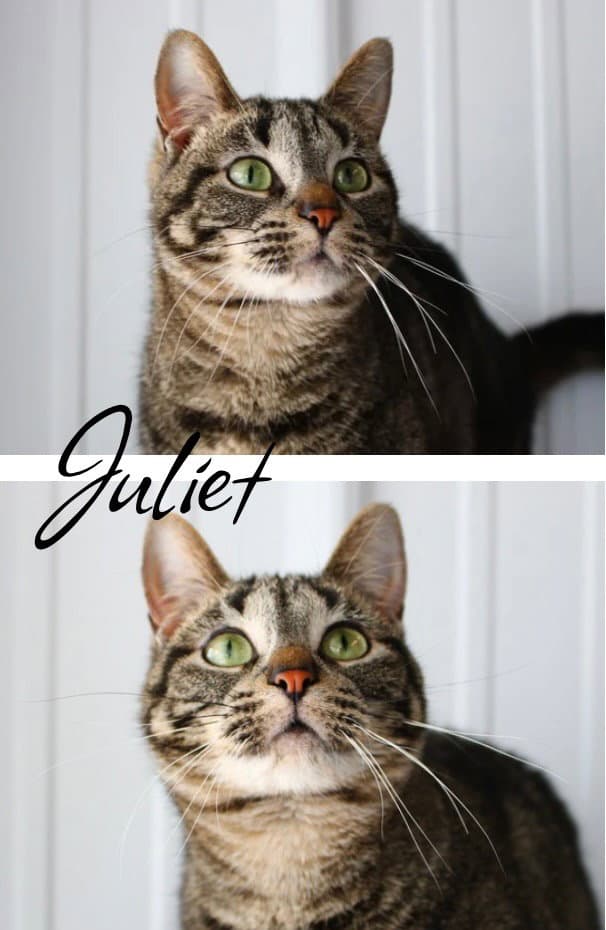 Juliet - Domestic Short Hair