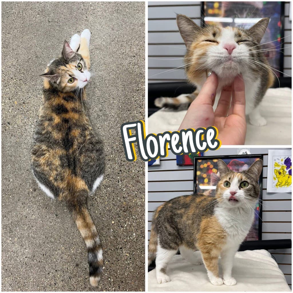 Florence - Domestic Short Hair