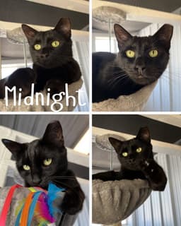 Midnight image 1