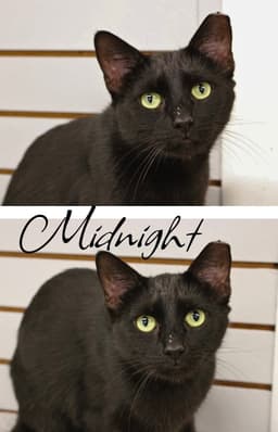 Midnight image 2