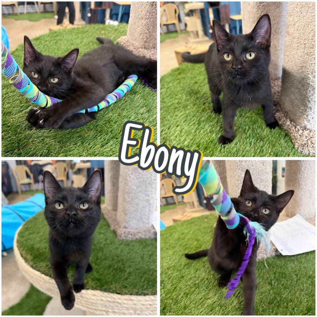 Ebony - Domestic Short Hair