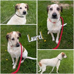 Laurel image 1