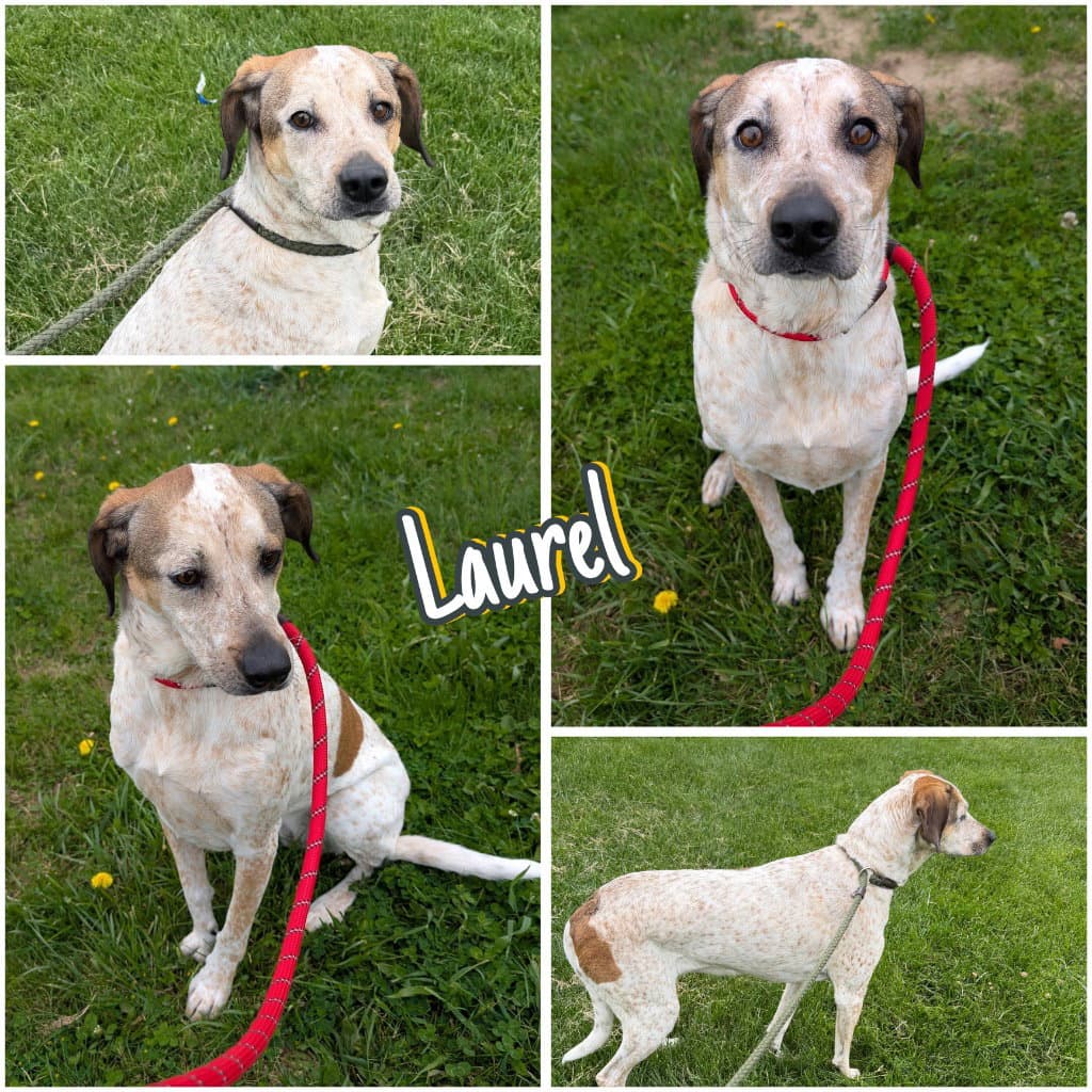 Laurel - Hound