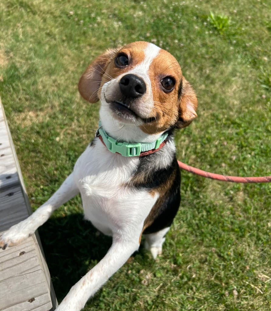 Wowie - Beagle