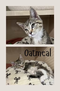 Oatmeal image 1
