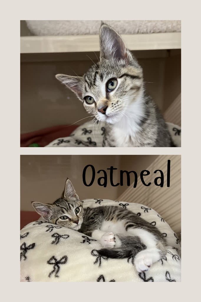 Oatmeal - Domestic Short Hair