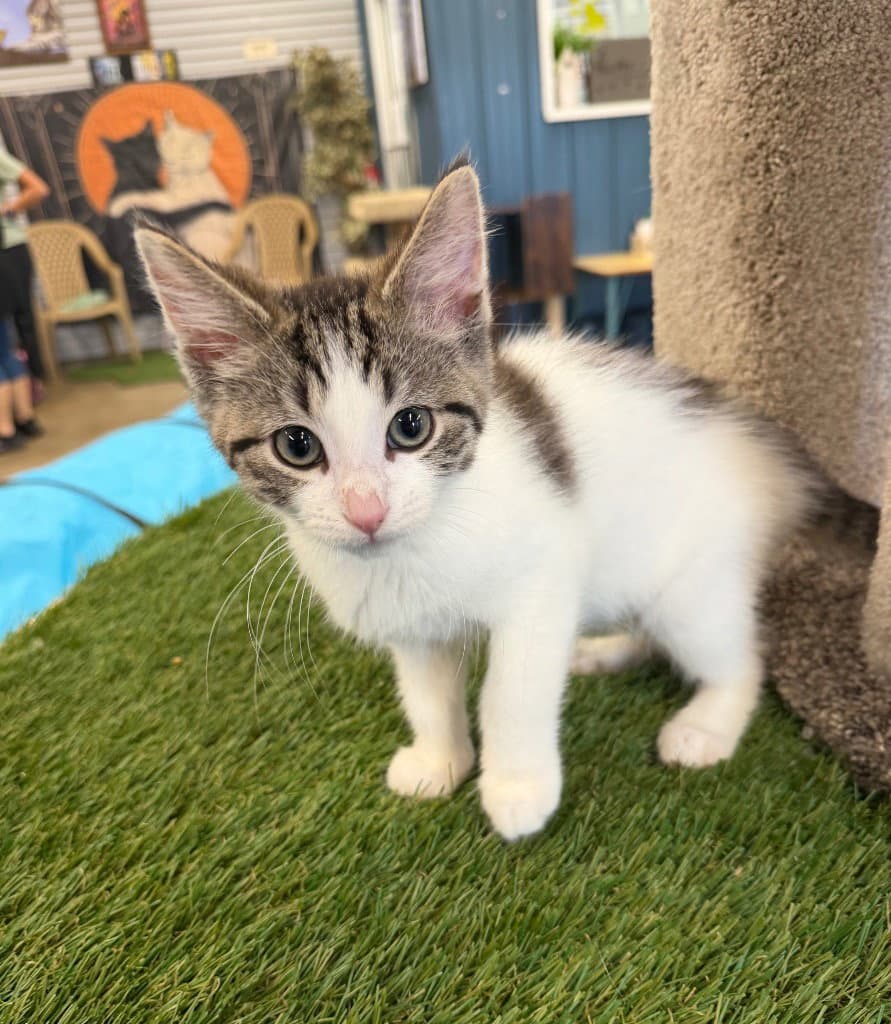 Chocolate Chip - Domestic Short Hair