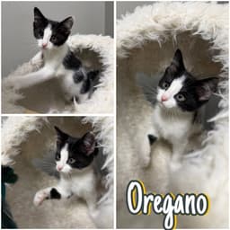 Oregano image 1