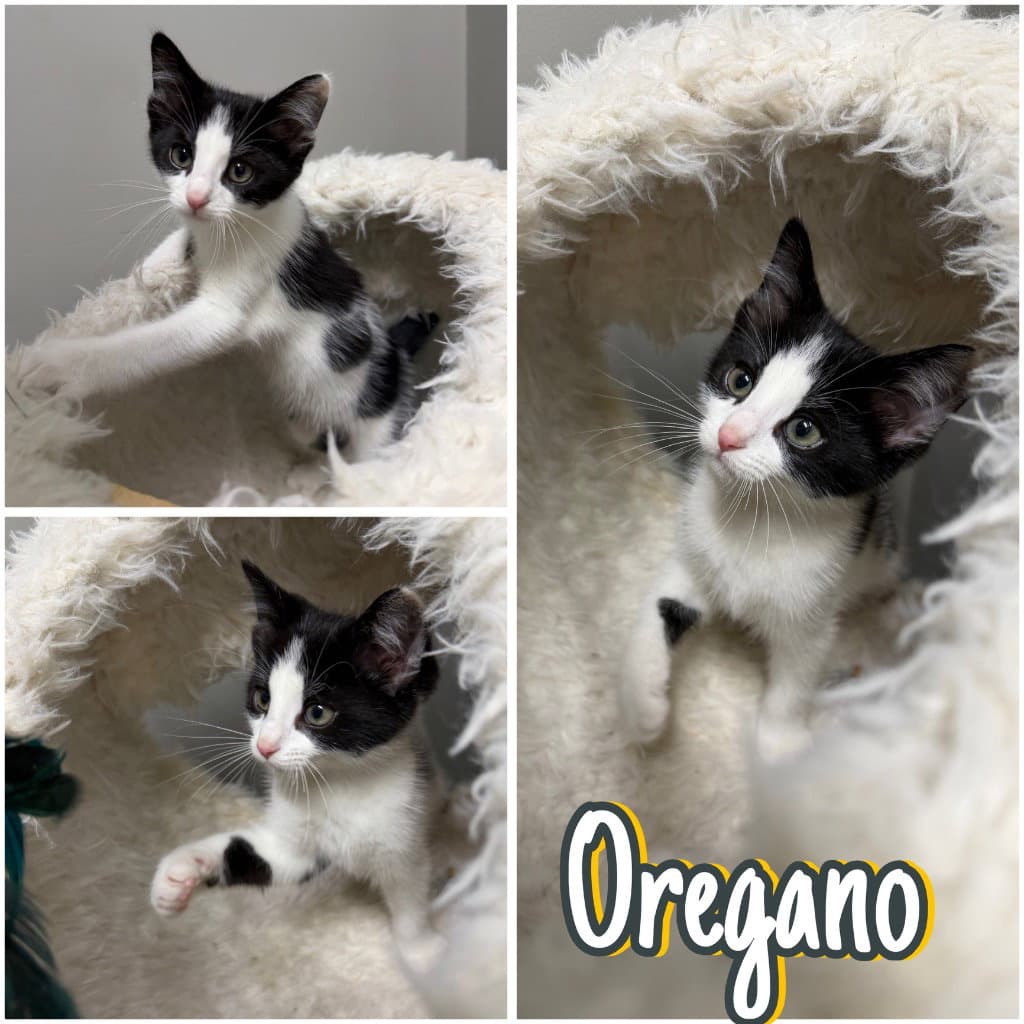 Oregano - Domestic Short Hair