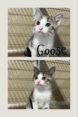 Goose Spam image 1