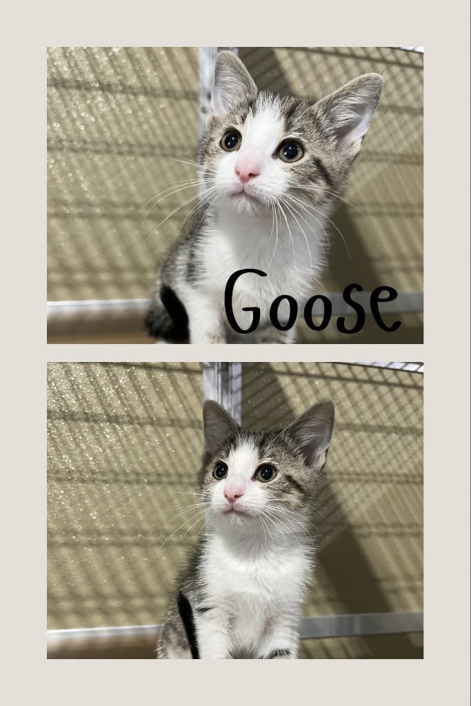 Goose Spam - Domestic Short Hair