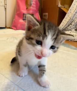 Goose Spam image 2