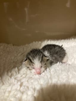 Goose Spam image 3