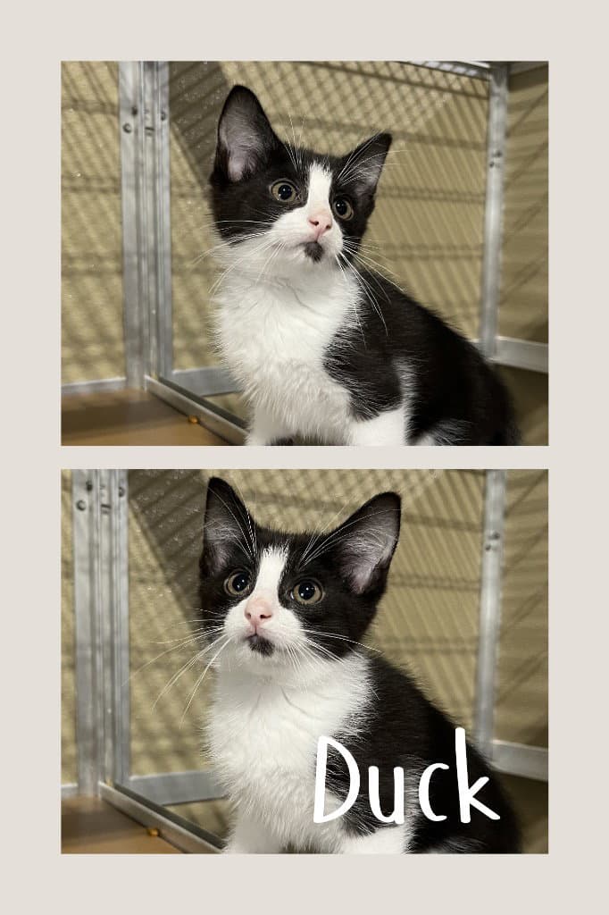 Duck Fritter - Domestic Short Hair