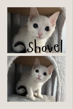 Shovel image 1