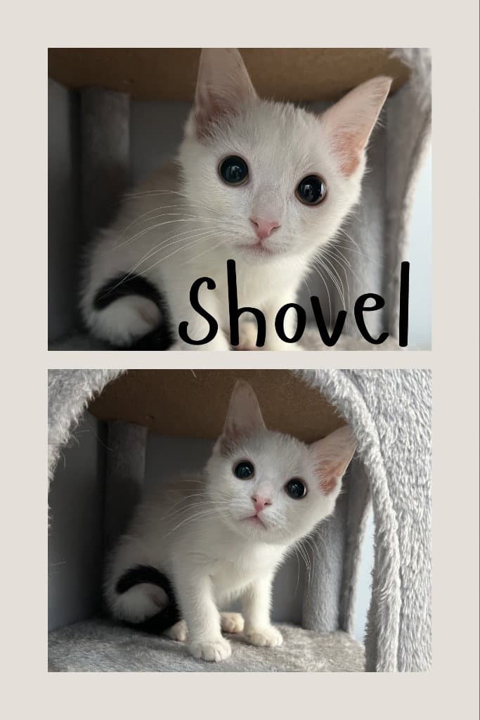 Shovel - Domestic Short Hair