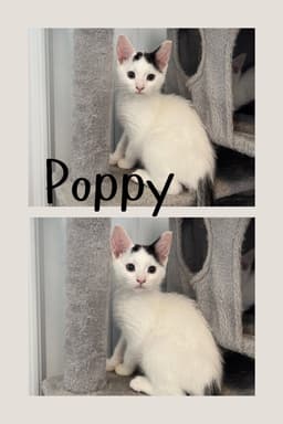 Poppy image 1