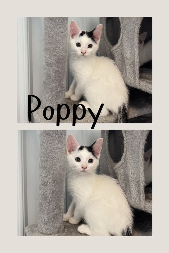 Poppy - Domestic Short Hair