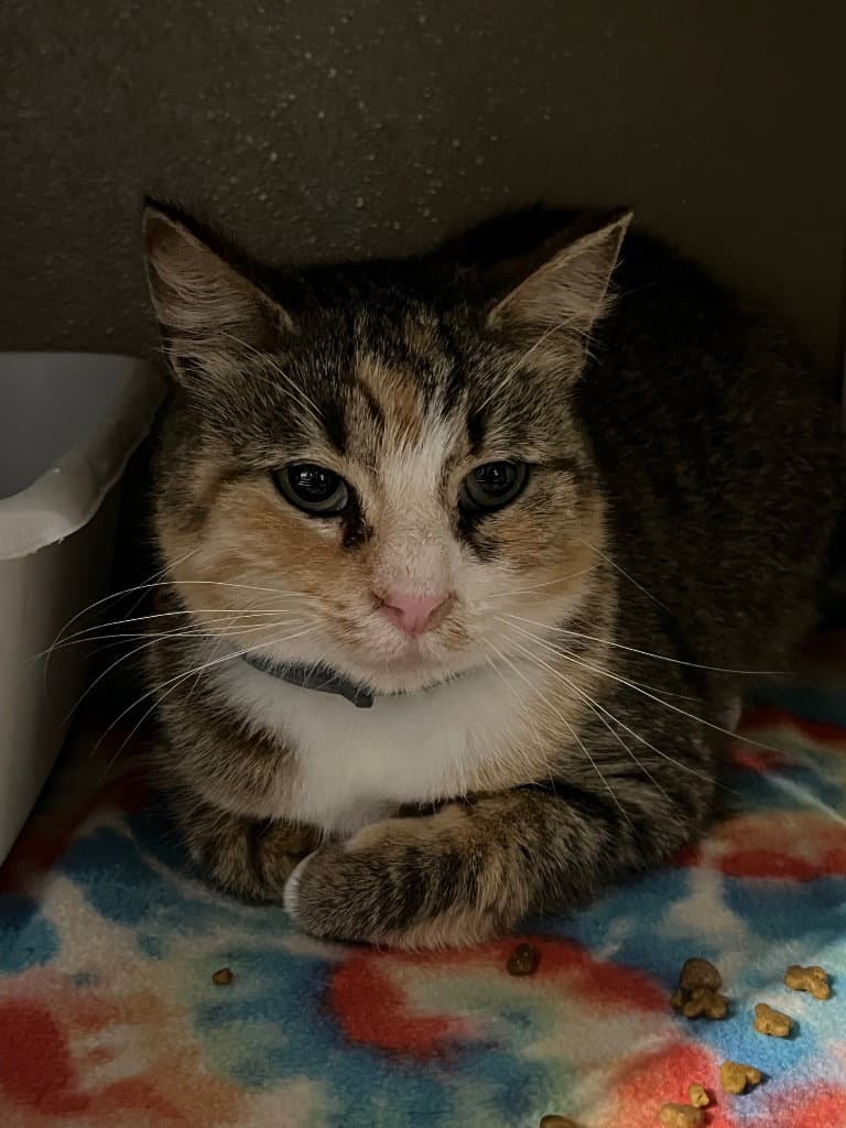 Hope - Domestic Short Hair