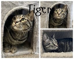 Tiger image 1