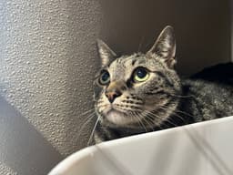 Tiger image 3