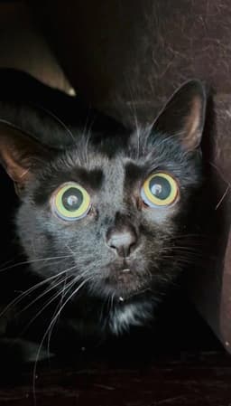 Darla- Declawed image 1
