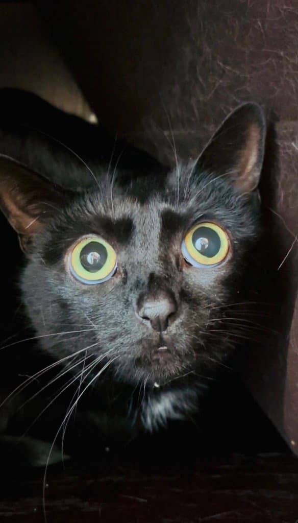 Darla- Declawed - Domestic Medium Hair