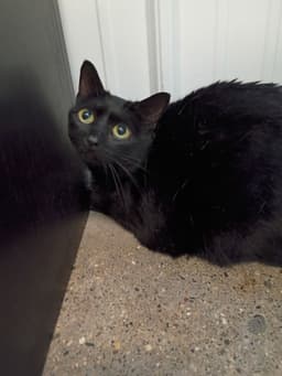 Darla- Declawed image 2